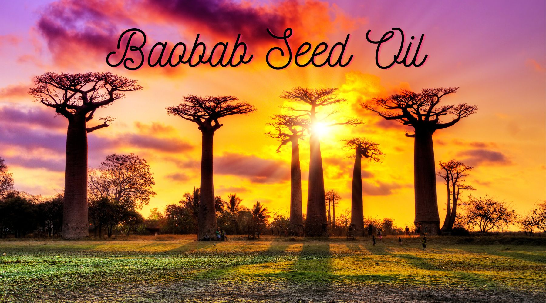 The Power of Baobab Oil in Eco-Conscious Color Cosmetics